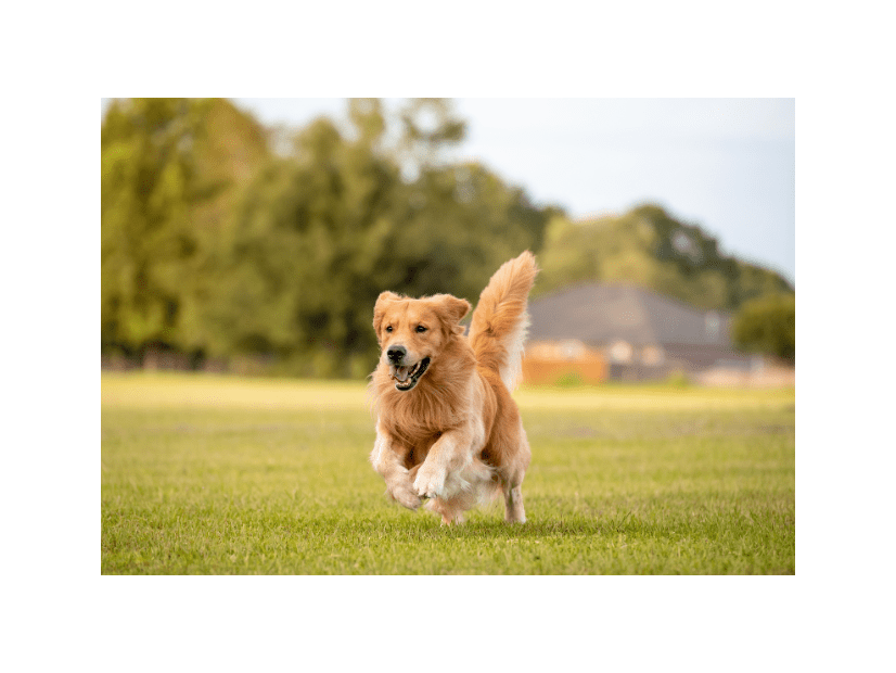 愛犬と散歩中…近所のお寺で池を発見⇒愛犬の”まさかの勘違い”で「思わず爆笑」