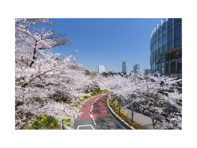 MIDTOWN BLOSSOM 2026／提供画像