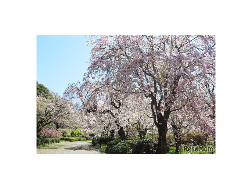 さくら園（2025年撮影）