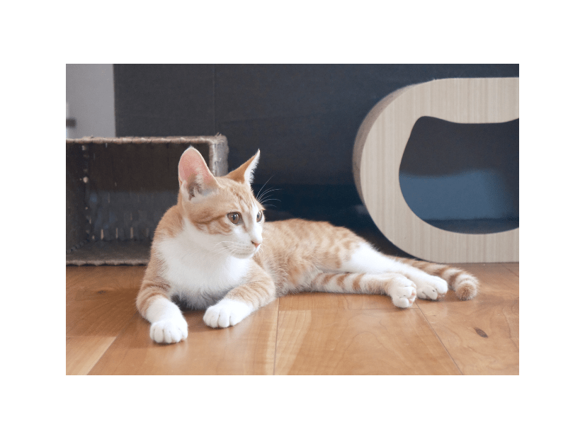 リモートワーク中…愛猫が資料チェック！？⇒敬語で報告した結果「にゃんこ上司」「上司の巡回」