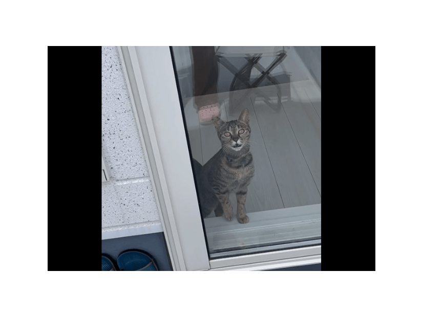 洗濯物でバタバタする飼い主　すると愛猫が勘違い！？⇒助けに来た姿に「動画撮ってよかった！」