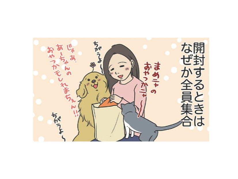 なぜだろう？ネットで購入した服が届くと全員集合。猫は値札タグで暴れ、愛犬は…【おさんぽですし！　おしゃべり犬とイライラ猫の日記 #30】