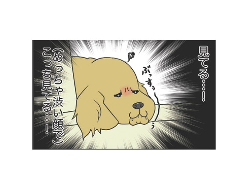 ひいきはダメよ！愛犬が寝てる間に愛猫と戯れていると感じる、ぶちゃ渋い視線…【おさんぽですし！　おしゃべり犬とイライラ猫の日記 #31】