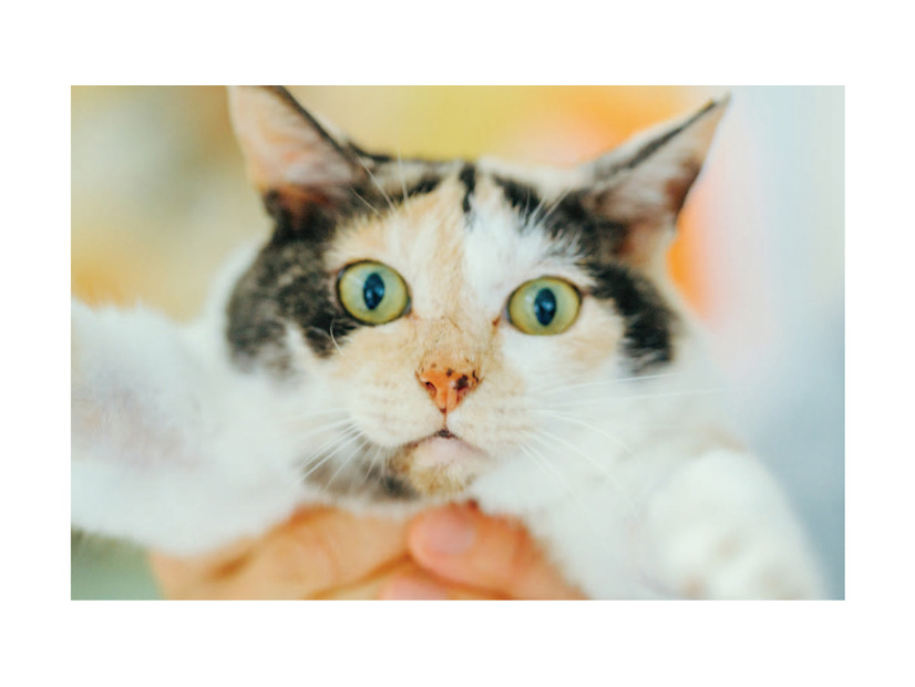 未確認飛行物体発見！ 真剣におもちゃのトンボで遊ぶ看板猫・ミケちゃんに注目【ミケちゃんとやすらぎさん #４】