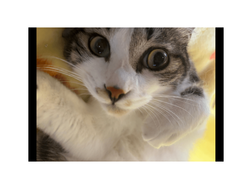 家の近くにいたガリガリの子猫　しかし”警戒心が強く”保護に苦戦…⇒最終手段を試すと「こんな罠に引っかかるとは」