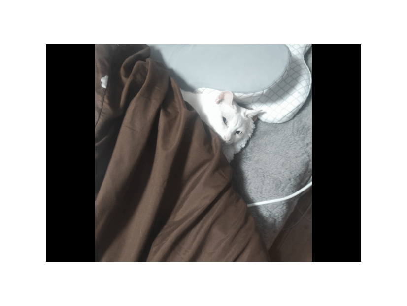 部屋からいなくなった猫　ベッドに入ろうとした瞬間⇒「同化しすぎ」まさかの場所に驚き！