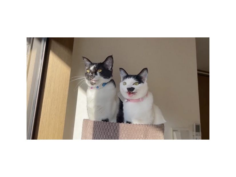 『CatVideoFest』