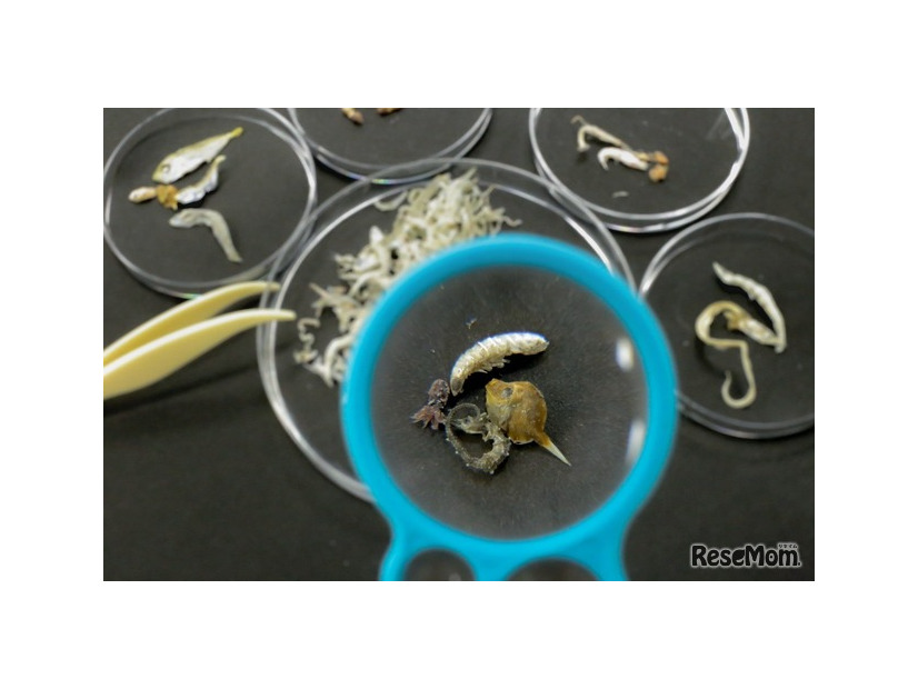 あつめよう！海の小さなモンスター