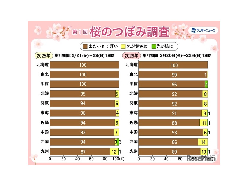 桜のつぼみ調査