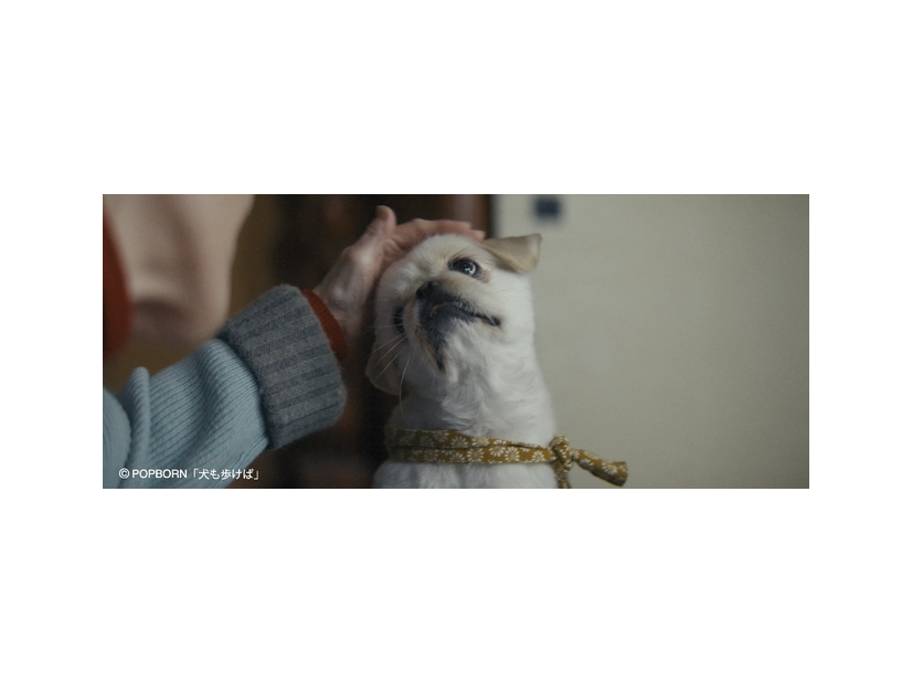 『犬も歩けば』