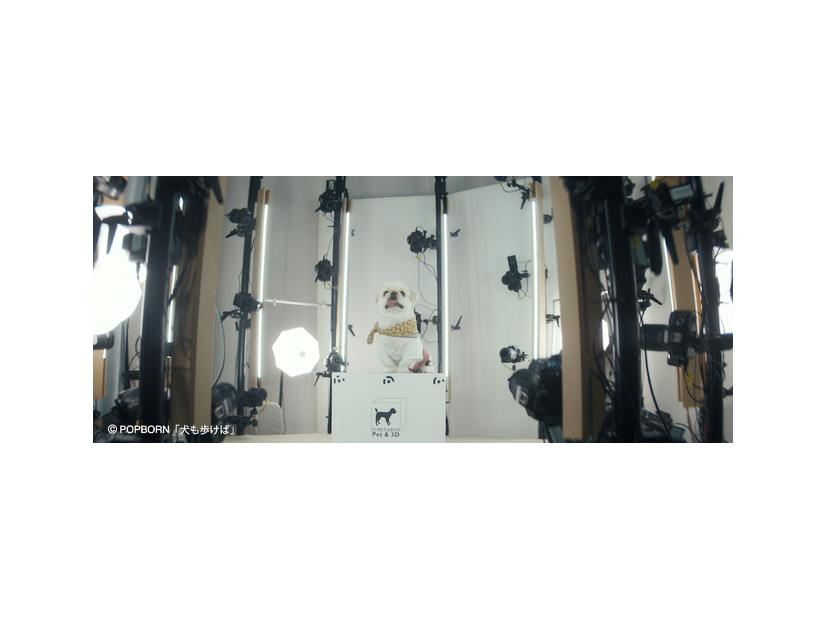 『犬も歩けば』