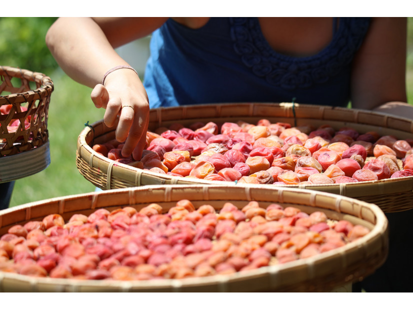 「ていねいな暮らし」とは無縁だった52歳・バツイチ女性が、梅干しをつけてみたら