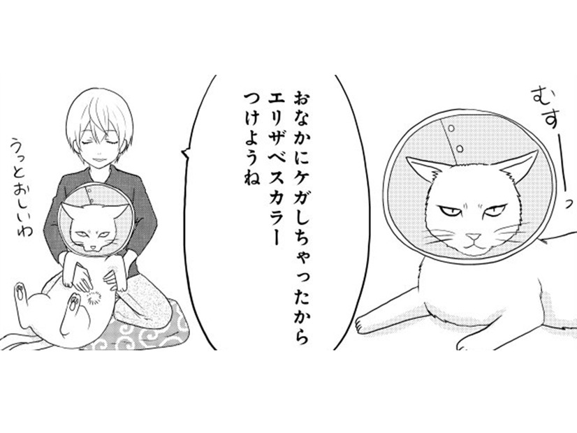 お腹をケガした「ねこまた」。エリザベスカラーをつけた姿を見た小豆とぎは…【ウチの百鬼夜行 #28】