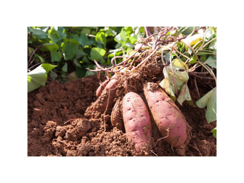 22歳の息子が泥だらけ！？70歳の祖母の“自慢げな様子”に⇒「言葉にできないほど幸せ」