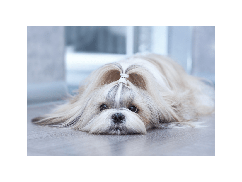 呼んでも無視するシーズー　試しに「ぬいぐるみ」を可愛がると⇒衝撃的な豹変に「やばい」「この子一筋」