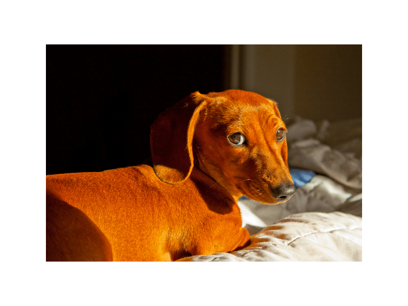 トイレに失敗した愛犬が驚きの行動に！？　自力で「証拠隠滅」を試みるも⇒目が合った瞬間の”反応”に「爆笑した」