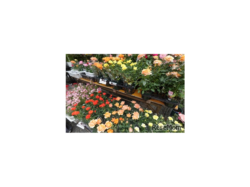 「ローズガーデンマーケット」（前年のようす）