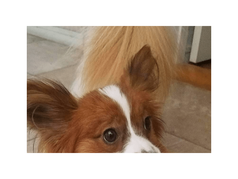 トイレから聞こえる謎の音　恐る恐る覗き込むと⇒愛犬の”衝撃の姿”に「おもちゃじゃないから！」