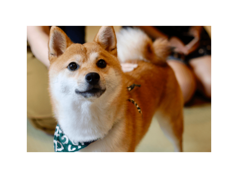 帰宅すると…リビングに散乱したクッション⇒柴犬の必死な行動に「バレバレだよ」