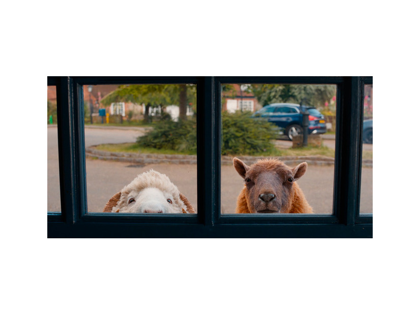 『ひつじ探偵団』