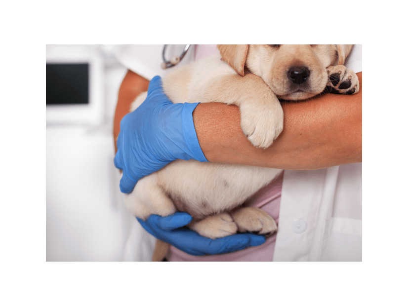 病院で…診察台に乗らない犬。すると「あらら…？」まさかの状態の姿に「乗るんかーい！」