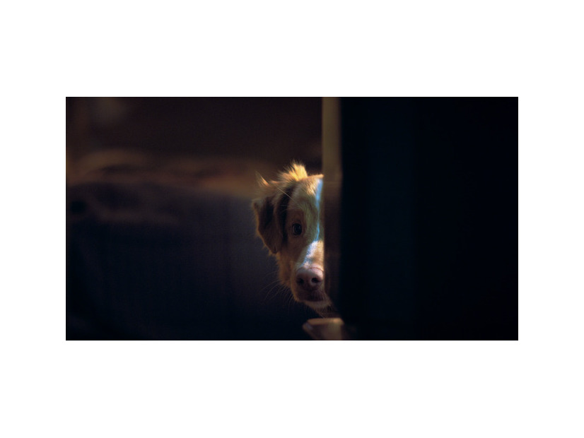 『GOOD BOY／グッド・ボーイ』© 2025 Whats Wrong With Your Dog, LLC. All Rights Reserved.