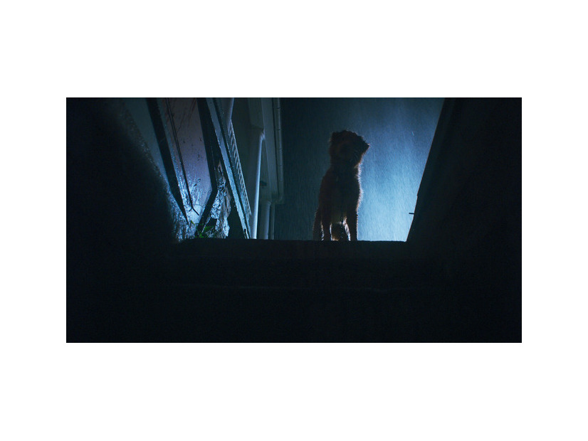 『GOOD BOY／グッド・ボーイ』© 2025 Whats Wrong With Your Dog, LLC. All Rights Reserved.