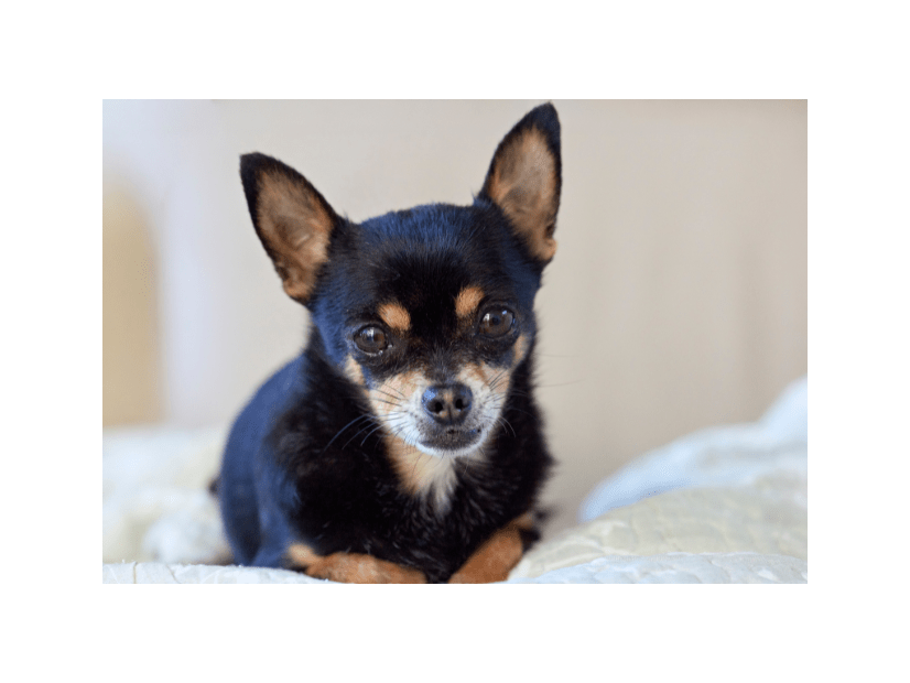 玄関を開けると“ふかふかの道”！？愛犬の謎なお出迎えに「思わず笑った」