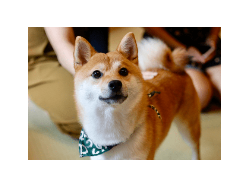 帰宅した飼い主「嫌な予感がする…」現行犯の柴犬が浮かべた“まさかの表情”に爆笑