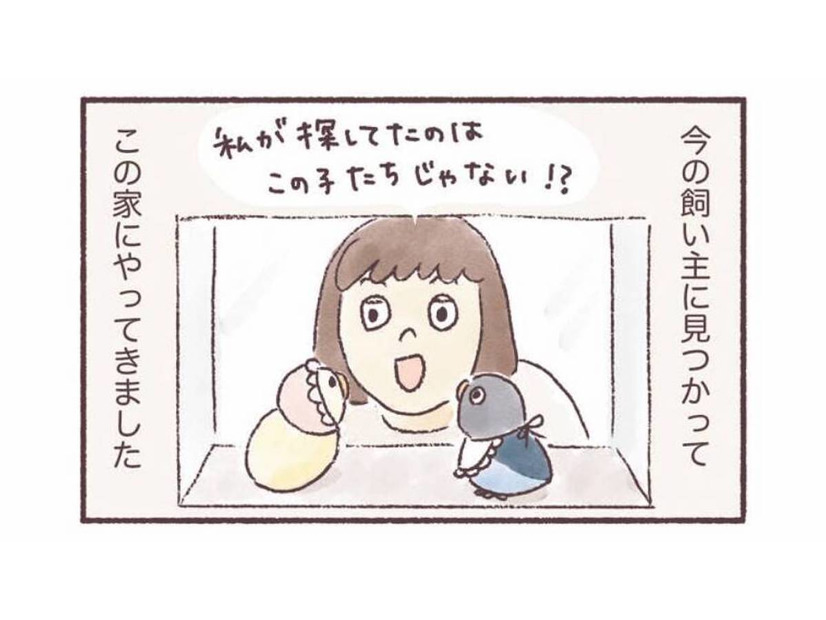 同じ誕生日、同じケースにいた2羽のインコ。偶然の出会いから始まるインコとの暮らし【うちのインコたちは今日もおしゃべり #１】