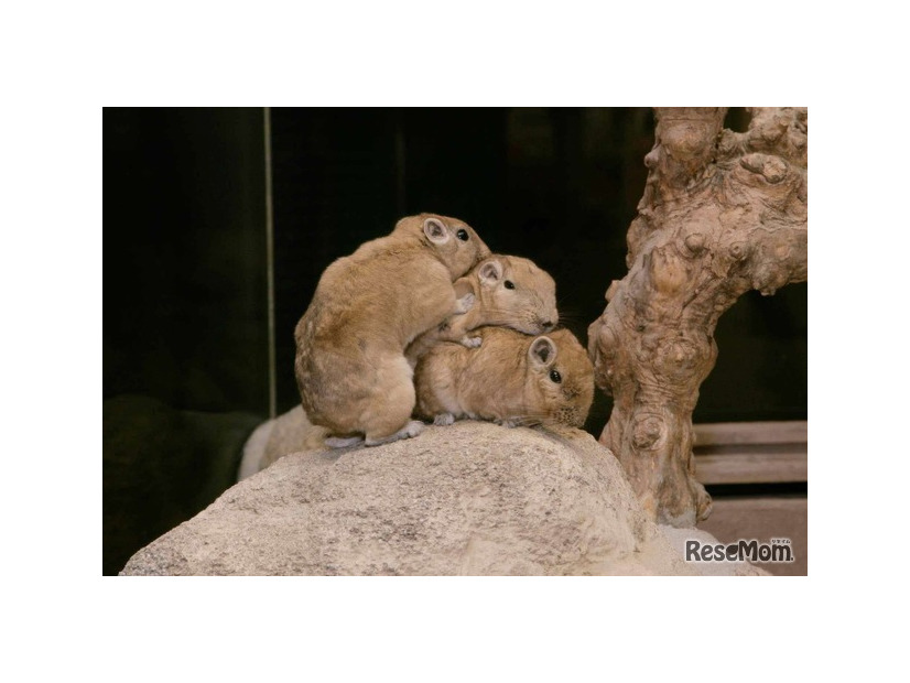 足立区生物園のグンディ