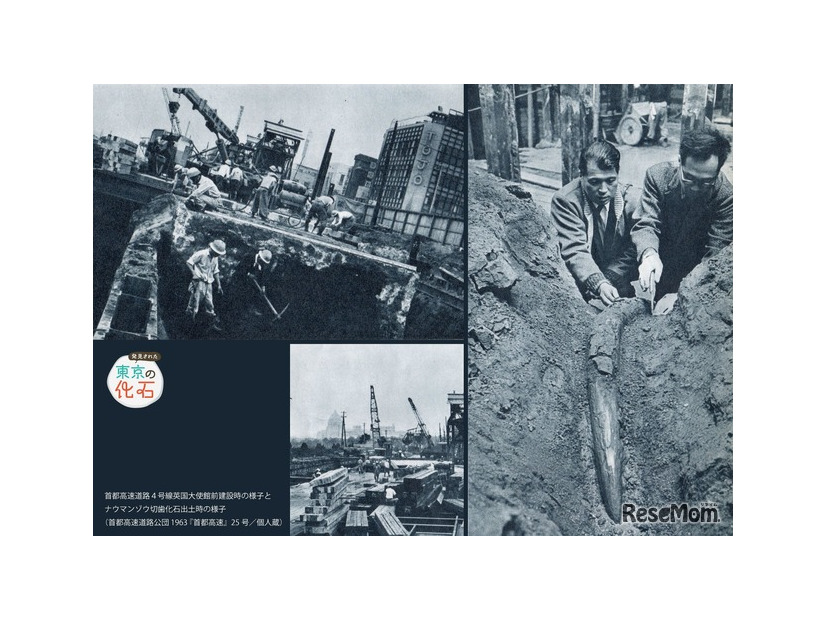展示内容のイメージ