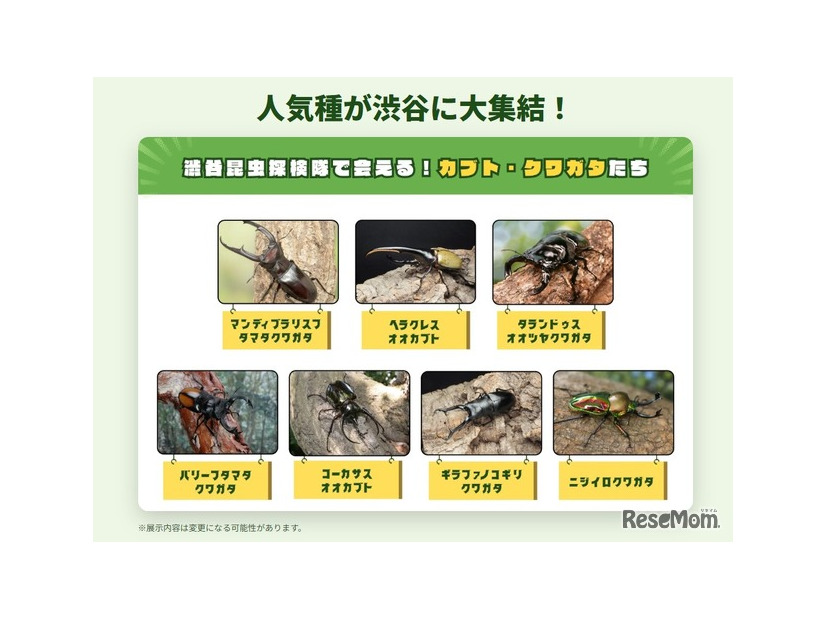 人気種が渋谷に大集合