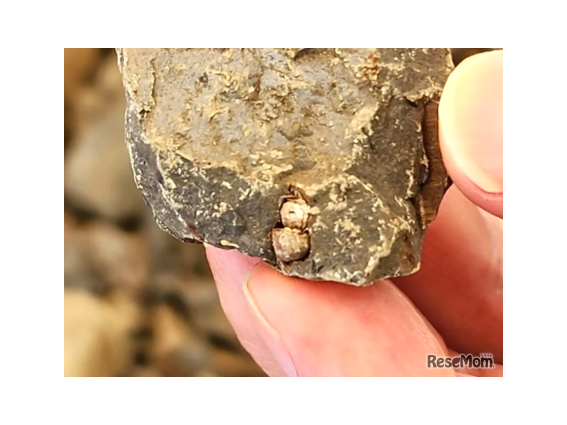体験で発見された巻貝の化石