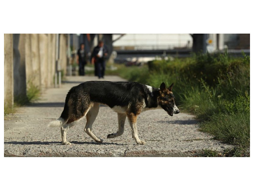 W杯準備のロシア、また野良犬と猫を大量処分か