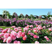 万博記念公園「春のローズフェスタ」5/10-6/8