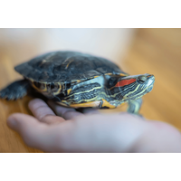 家の中で放飼いしていた亀　その後、予想外な居場所に「プッ」「居心地よさそう」