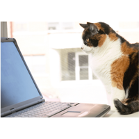 リモート会議中の飼い主　上司が重要な話をした瞬間→愛猫の”まさかな行動”に「主役を奪うとは…」「笑った」