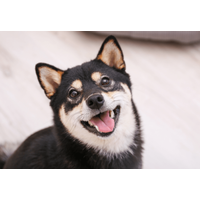 イタズラを□ろうとする飼い主　次の瞬間…→柴犬のポーズに「完全に現行犯」「怒る気失せた」