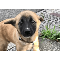 雑種の子犬を引き取った私　飼い始めた3ヶ月後…→まさかの変貌に「急激な成長」「可愛さは変わらない」