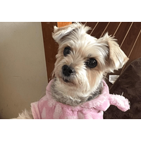 ご飯待ちの愛犬…いつもはお座りだけど⇒ご飯直前に”まさかのポーズ”で「ごめんね」「かわいすぎ！」