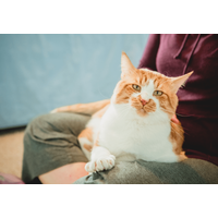 80代の祖父が大好きな4歳の孫　祖父の膝で眠る猫を見ると⇒孫の“まねっこ行動”に「ほっこり」