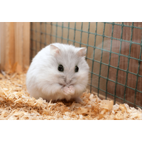 実家で飼うハムスター　巣箱にコーンチップ入れると…→ハムスターの”まさかの行動”に「そんなに！」「家族全員大笑い」