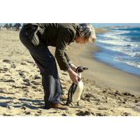 女性の気を惹くためだけに助けたペンギンに懐かれる…『ペンギン・レッスン』本編映像初公開