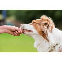 頭がよすぎる愛犬…家族がおやつをあげようとすると⇒まさかの先周りに「もしかしてAIなの？」