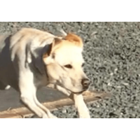 甘えん坊なラブラドール。庭でボール遊びをすると⇒まさかの豹変に「うっそぉ」「家族で大笑い」