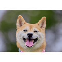 玄関で大はしゃぎする友達の犬　すると、足元にきて⇒まさかの行動に「えー！」「切り替えが激しい」