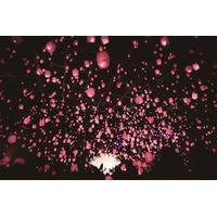 東京・新宿に桜色ランタンが舞う！「花見灯夜2026」幻想空間に酔いしれる花見イベント