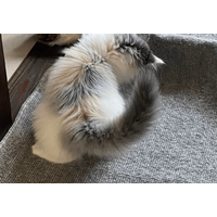 家の中が冷えていた日　寝室の床に違和感…⇒愛猫の行動に「賢い」「思わず笑った」