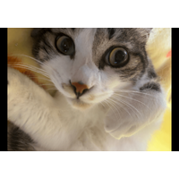 家の近くにいたガリガリの子猫　しかし”警戒心が強く”保護に苦戦…⇒最終手段を試すと「こんな罠に引っかかるとは」